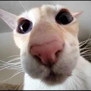 Meet your Posher, Evan